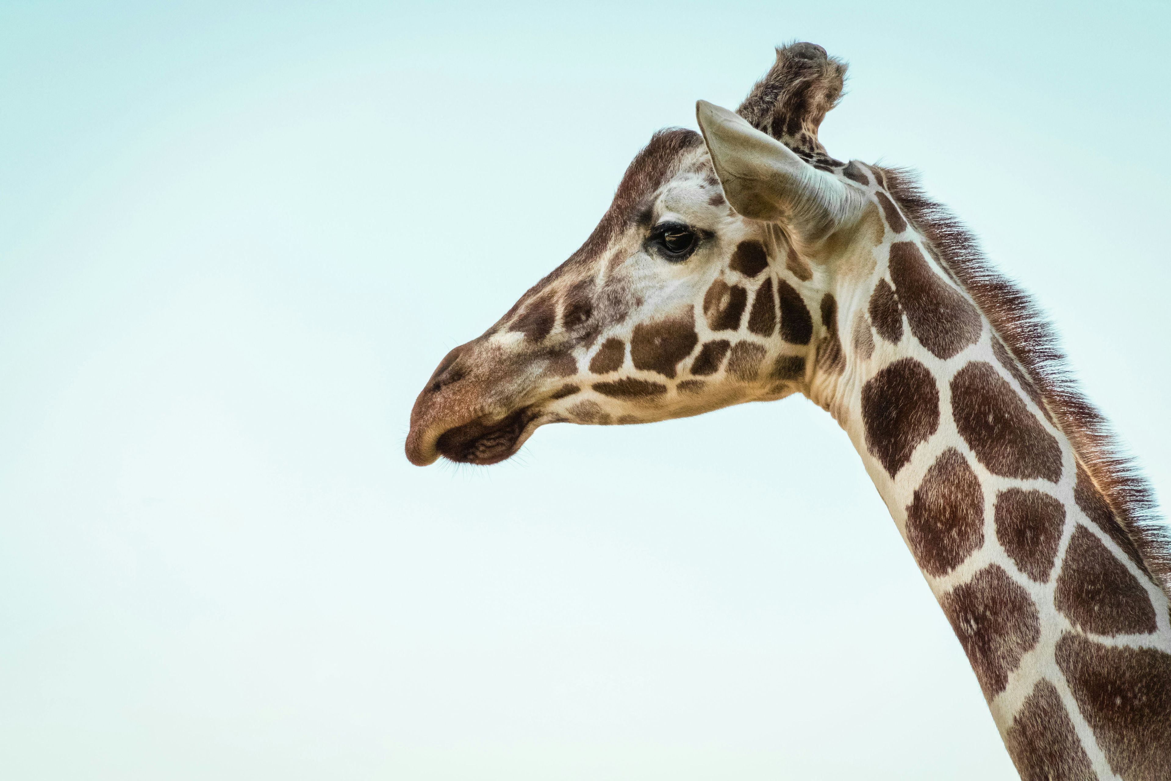 Giraffes head with blue skies behind